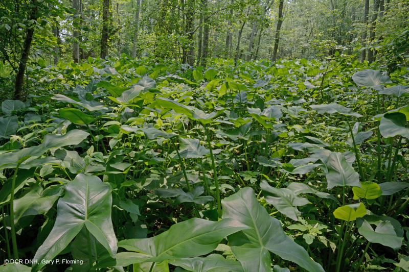 Pantano de madera dura de marea dulce - CEGL006287