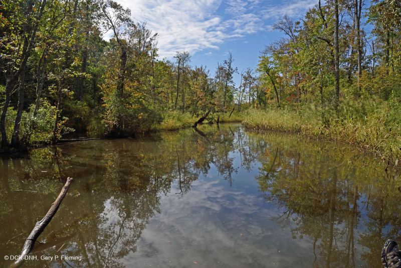 Pantano de madera dura de marea dulce - CEGL006287