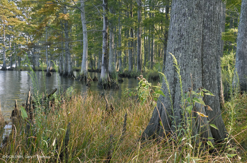 Bosque de cipreses calvos de la llanura costera del norte - CEGL006850