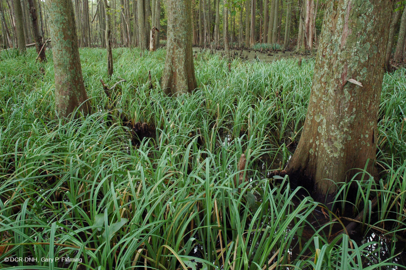 Bosque de cipreses calvos de marea (tipo junco costero) - CEGL004654