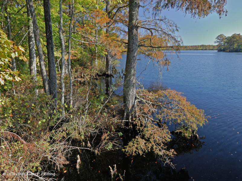 Tupelo Wind-Tidal - Pantano de Cipreses Calvos – CEGL004651