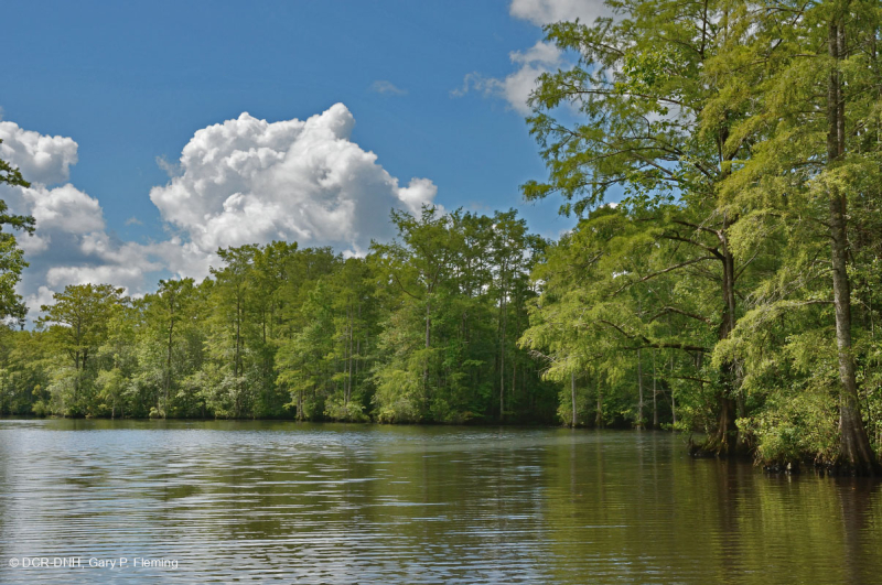 Wind-Tidal Tupelo - Bald Cypress Swamp - CEGL004651