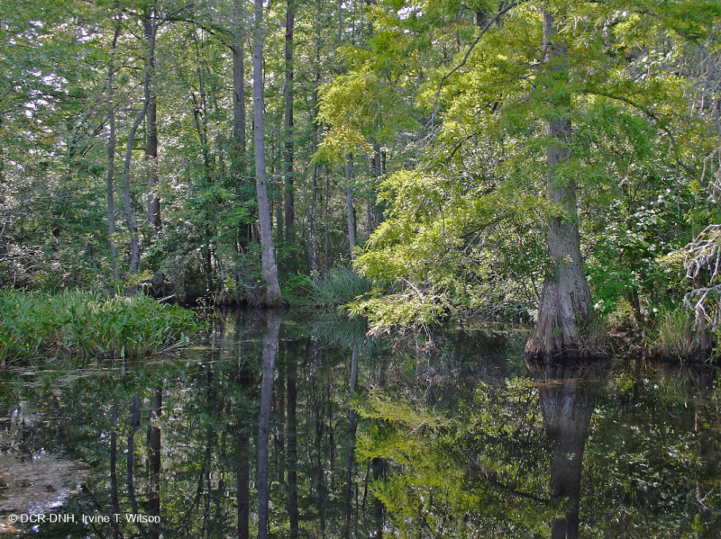 Tupelo Wind-Tidal - Pantano de Cipreses Calvos – CEGL004651<br />
 