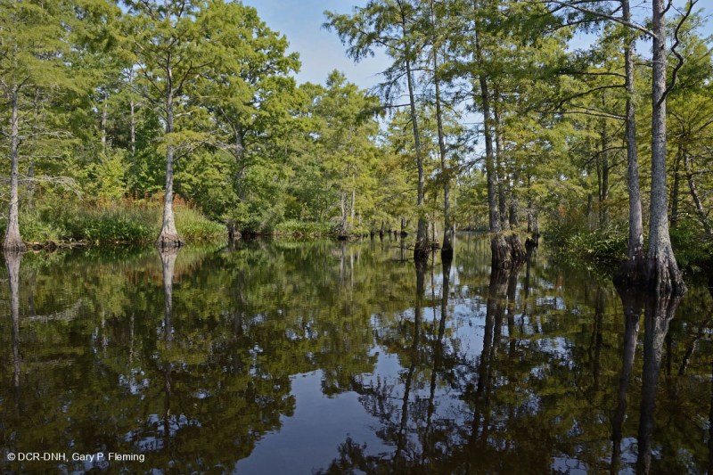 Wind-Tidal Tupelo - Bald Cypress Swamp - CEGL004651
