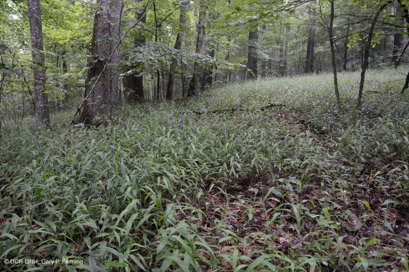 Bosque calcáreo seco-mésico (tipo cordillera sur y valle / Cumberlands) – CEGL007233