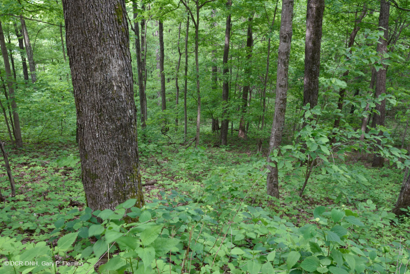 Bosque calcáreo seco-mésico (tipo cordillera sur y valle / Cumberlands) – CEGL007233