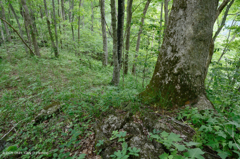 Bosque calcáreo seco-mésico (roble chinquapin - tipo de frondosas mixtas) – CEGL004793