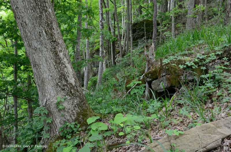 Bosque calcáreo seco-mésico (roble chinquapin - tipo de frondosas mixtas) – CEGL004793
