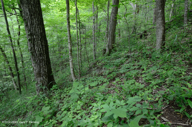 Bosque calcáreo seco-mésico (roble chinquapin - tipo de frondosas mixtas) – CEGL004793