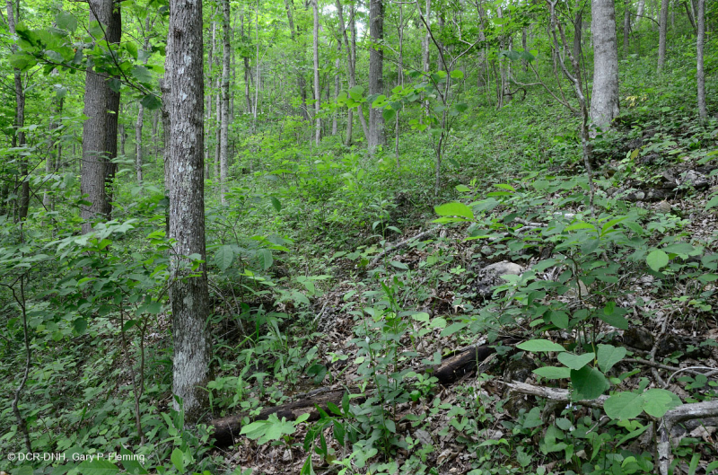 Bosque calcáreo seco-mésico (roble chinquapin - tipo de frondosas mixtas) – CEGL004793