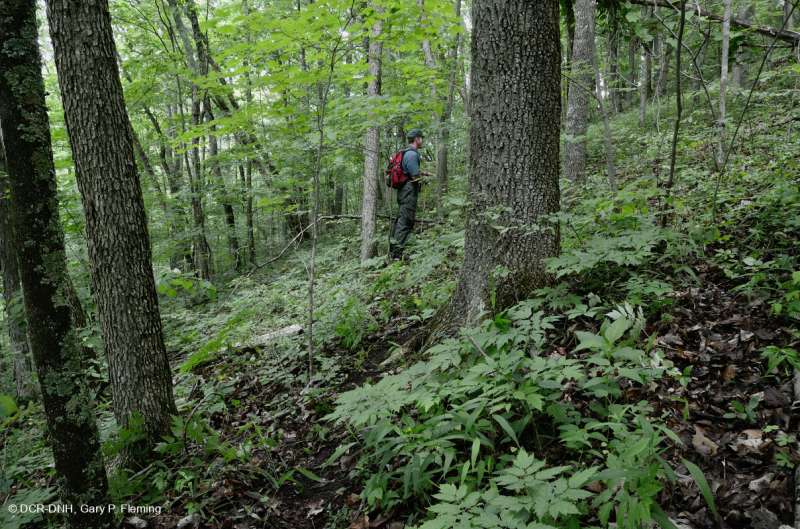 Bosque calcáreo seco-mésico (roble chinquapin - tipo de frondosas mixtas) – CEGL004793