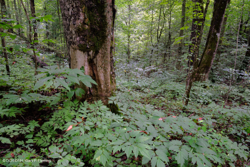 Bosque calcáreo seco-mésico (roble chinquapin - tipo de frondosas mixtas) – CEGL004793