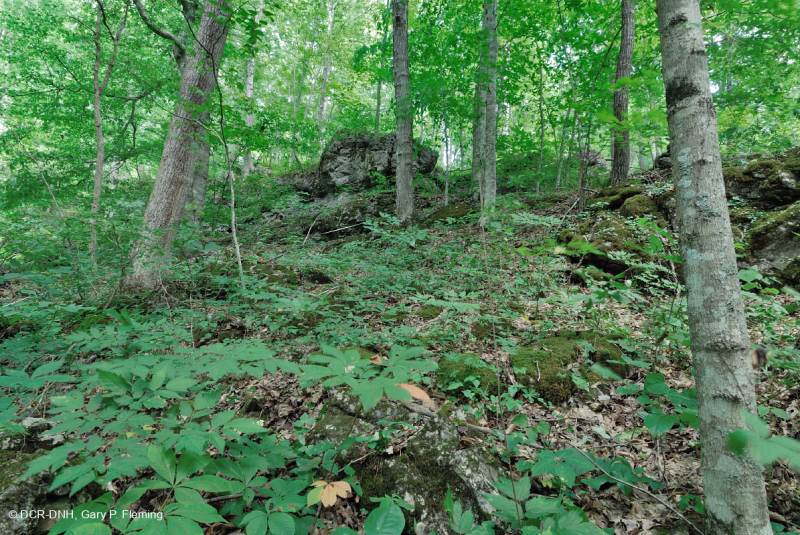 Bosque calcáreo seco-mésico (roble chinquapin - tipo de frondosas mixtas) – CEGL004793