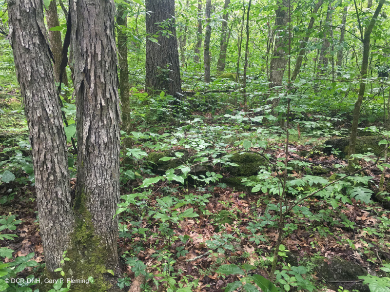 Bosque calcáreo seco-mésico (roble chinquapin - tipo de frondosas mixtas) – CEGL004793