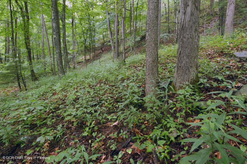 Bosque calcáreo seco-mésico (arce azucarero - tipo roble rojo del norte) – CEGL008517