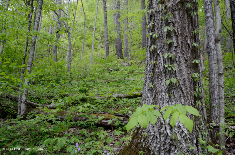 Bosque calcáreo seco-mésico (arce azucarero - tipo roble rojo del norte) - CEGL008517