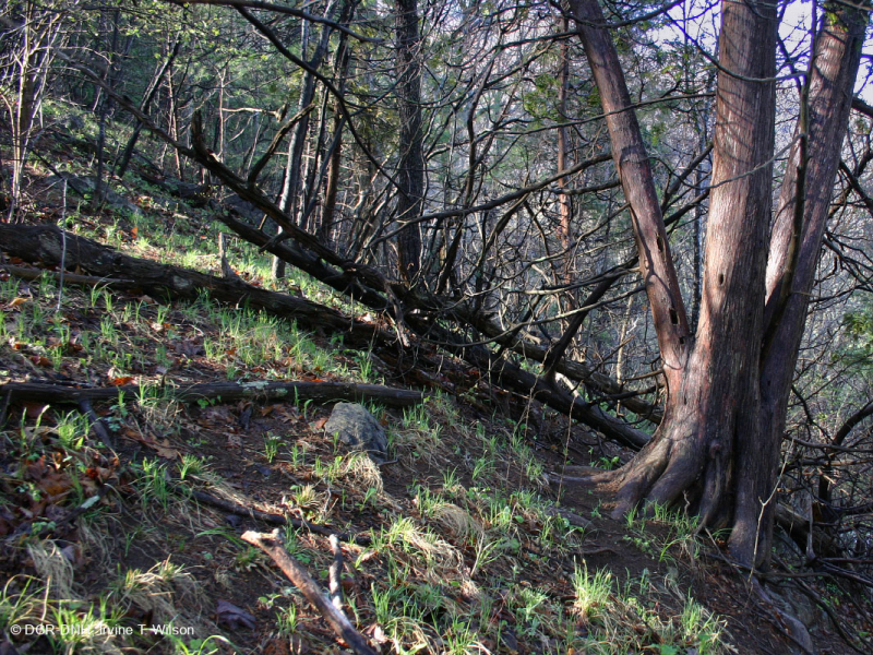 Bosque de la Ladera del Cedro Blanco del Norte – CEGL008426
