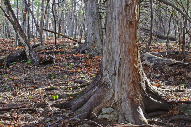 Bosque de la Ladera del Cedro Blanco del Norte – CEGL008426