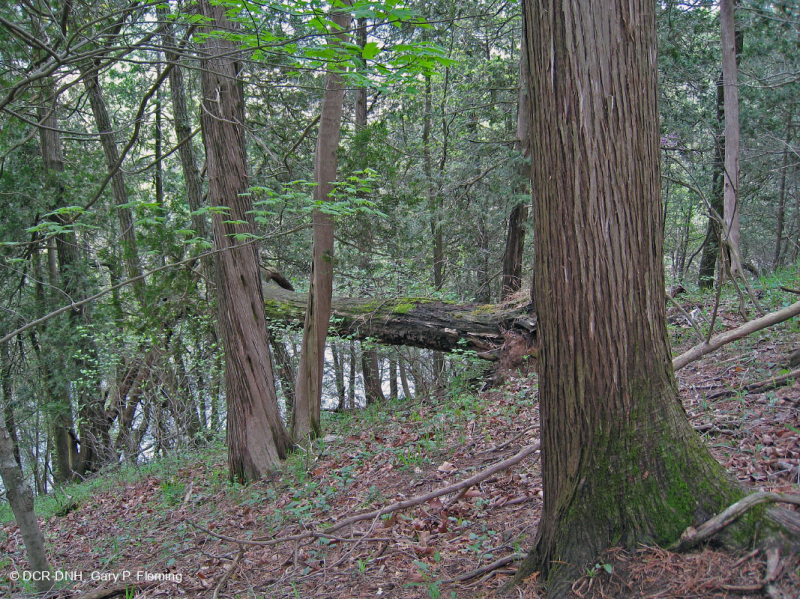 Bosque de la Ladera del Cedro Blanco del Norte – CEGL008426