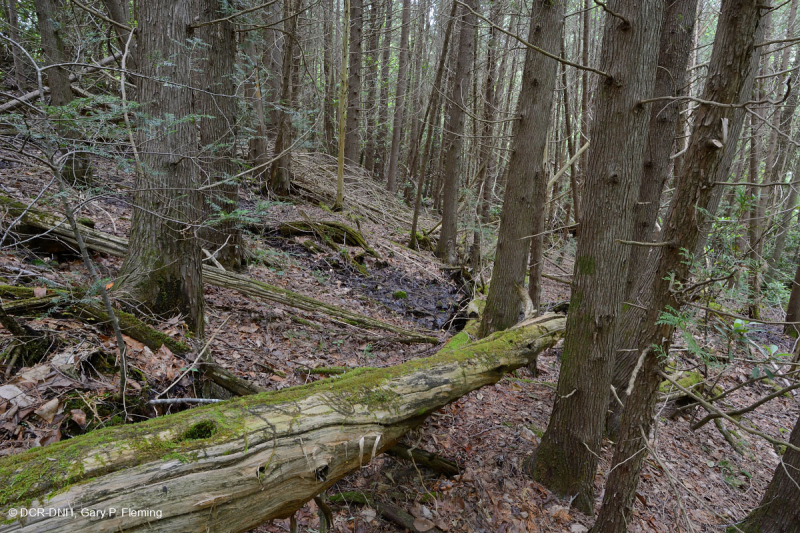 Bosque de la Ladera del Cedro Blanco del Norte – CEGL008426