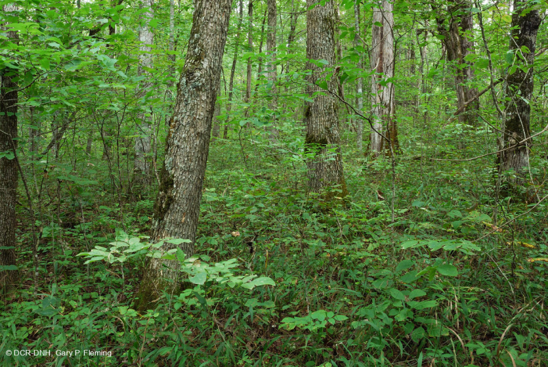 Cordillera Sur y Valle Bosque Calcáreo Seco – CEGL007699