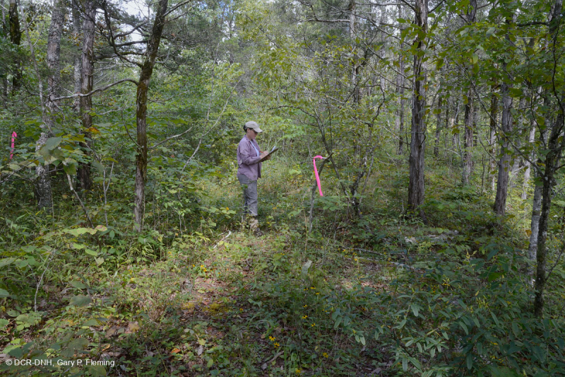 Cordillera Sur y Valle Bosque Calcáreo Seco – CEGL007699