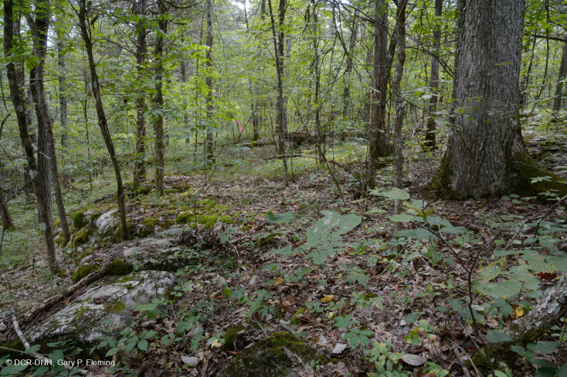 Cordillera Sur y Valle Bosque Calcáreo Seco – CEGL007699