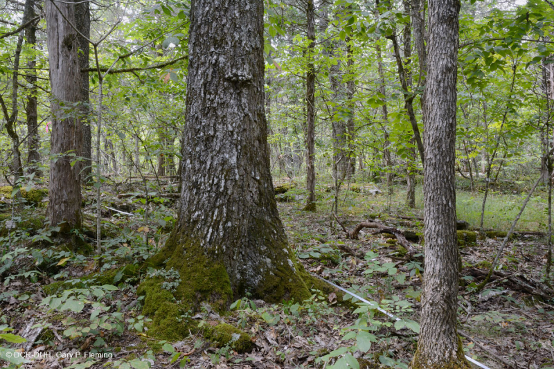 Cordillera Sur y Valle Bosque Calcáreo Seco – CEGL007699