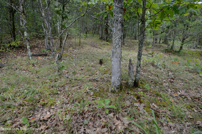 Cordillera Sur y Valle Bosque Calcáreo Seco – CEGL007699