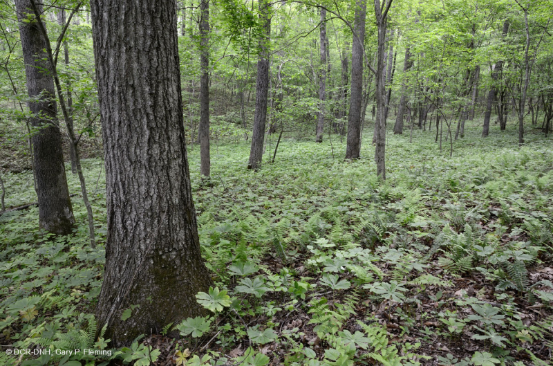 Inner Piedmont / Lower Blue Ridge Roble Básico - Bosque de nogal americano - CEGL008514
