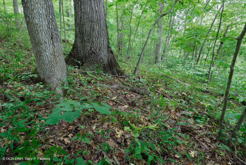 Roble básico del sur de Piamonte - Bosque de nogal americano - CEGL007232