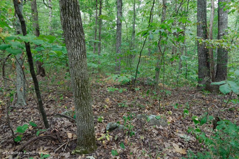 Roble básico del sur de Piamonte - Bosque de nogal americano - CEGL007232