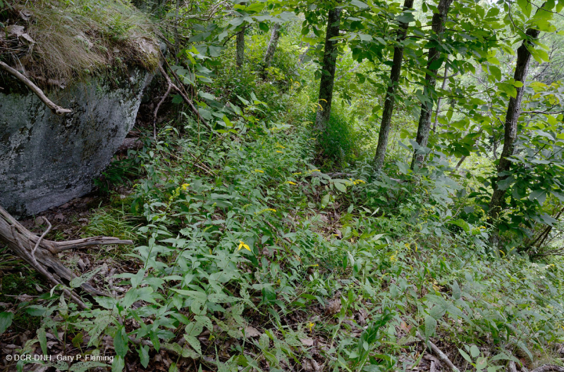 Fresno básico de los Apalaches centrales - Bosque de nogal americano - CEGL003683