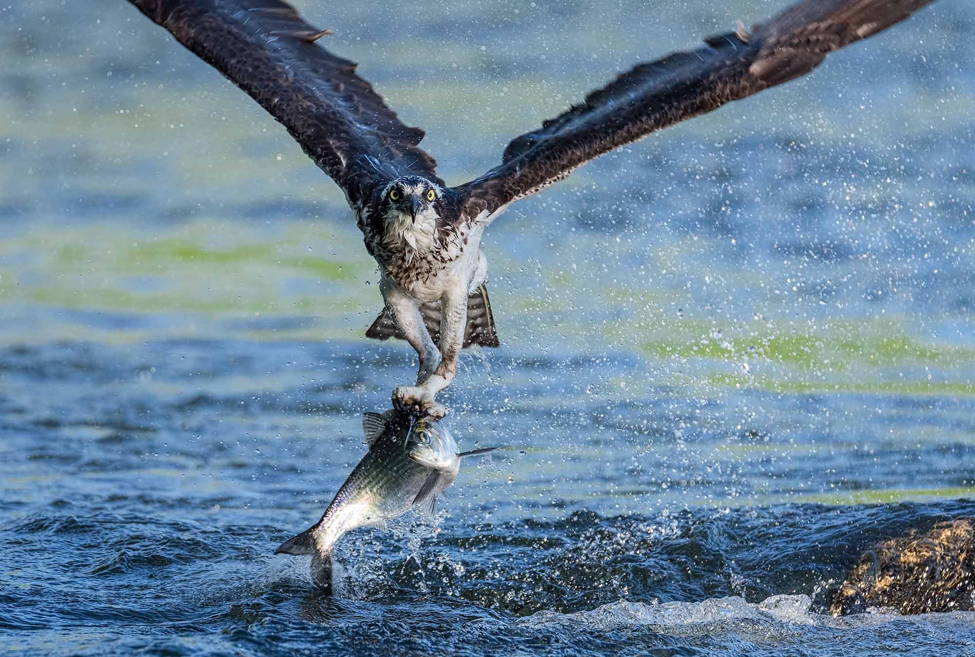 Águila pescadora con sábalo grande. Foto: Edward Episcopo Águila pescadora con sábalo grande. Foto: Edward Episcopo