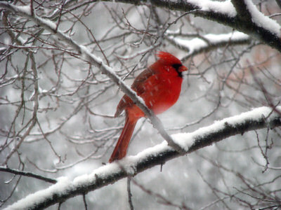 Cardenal en la nieve en Pocahontas Cardenal en la nieve en Pocahontas