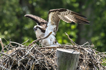 Águila pescadora en Belle Isle