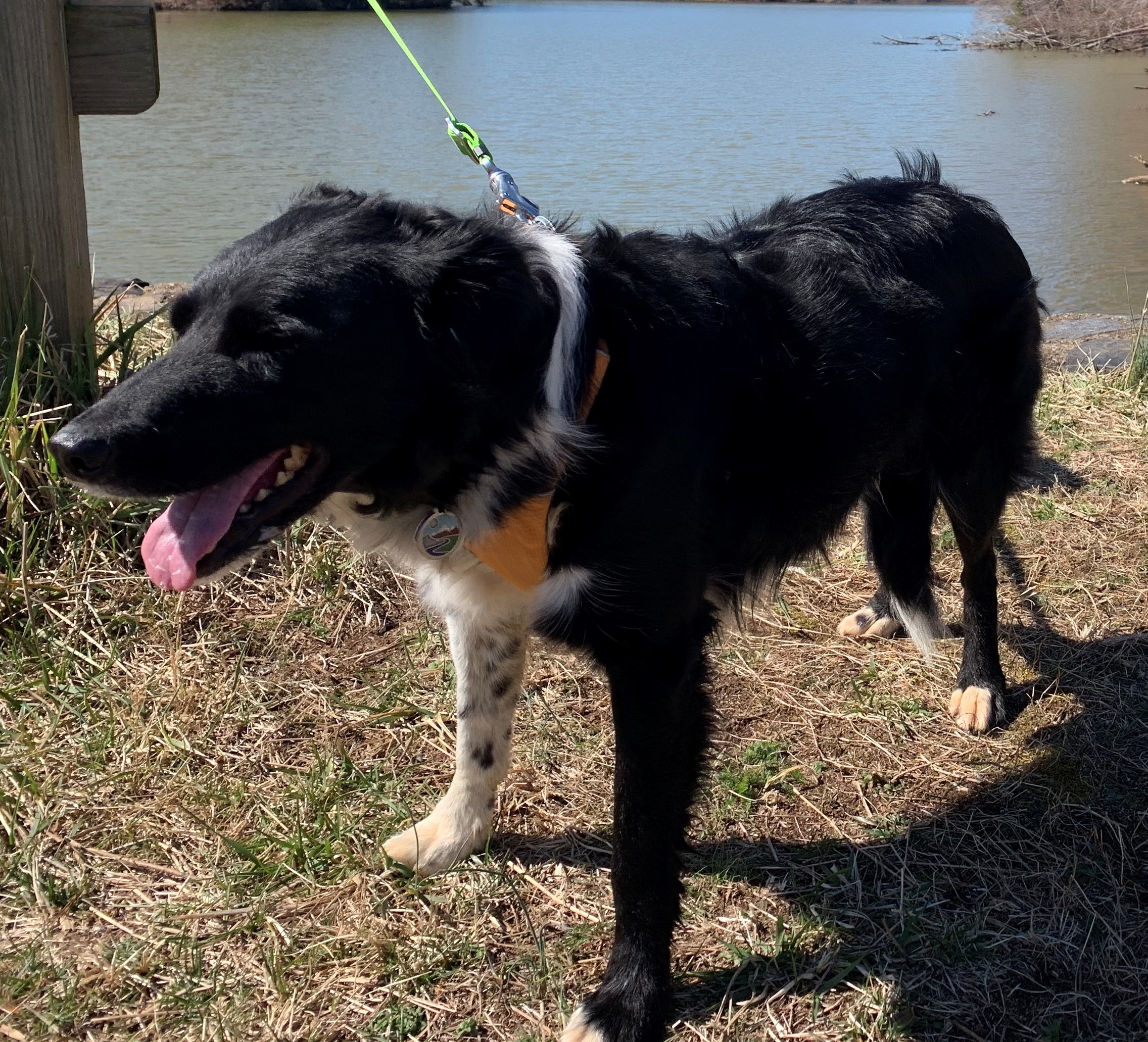 Jack the Border Collie