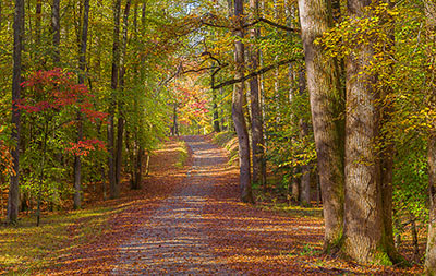 Sendero en el Parque Estatal Caledon Sendero en el Parque Estatal Caledon