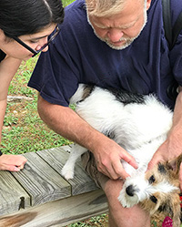 Revisa a tu mascota en busca de garrapatas