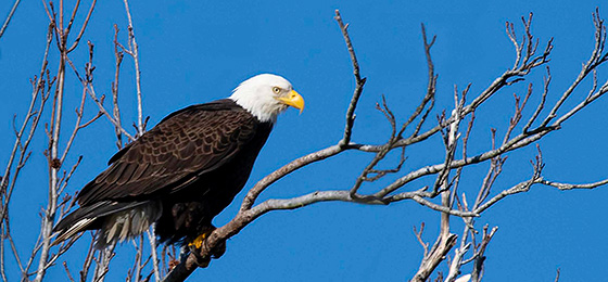 Imágenes del control deslizante