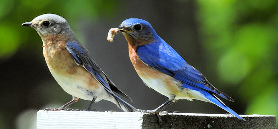 Imágenes del control deslizante