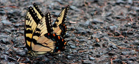 Imágenes del control deslizante