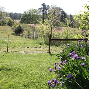 Lirios del Área de Conservación Estatal de las Malvinas