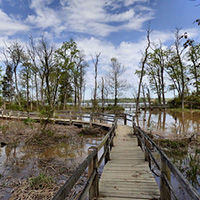 Caminata en el Parque Estatal Mason Neck
