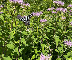 Butterfly on bush