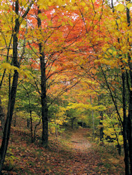 Follaje en el camino.