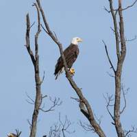 Águila en el Parque Estatal Widewater